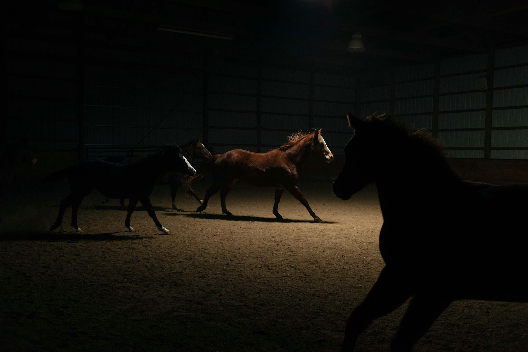 Lindberg Equestrian Stallbau, Stallanlagen, Verkaufsponys