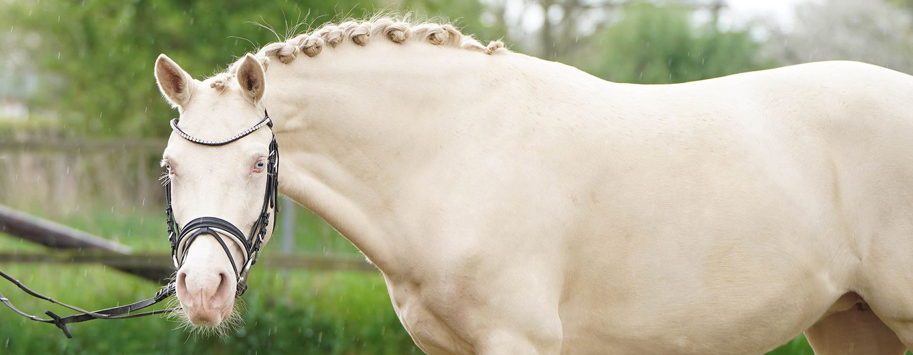 Verkaufspony, Deutsches Reitpony, Cremello, Dressurpony, Sportpony, Kinderpony