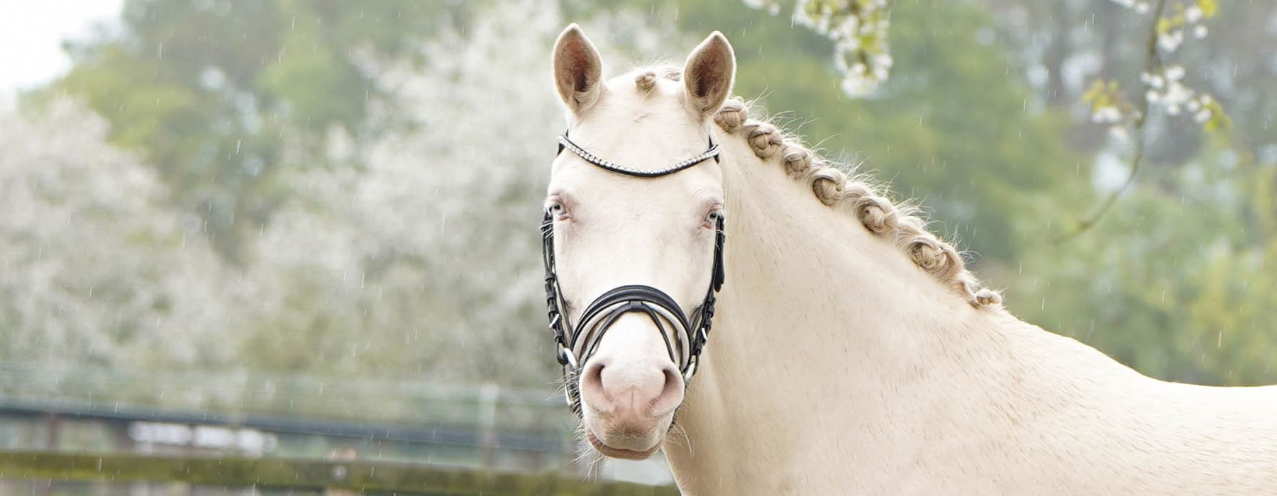 Dressur Pony, Verkaufspony, Deutsches Reitpony, Top Champion, FS Champion Deluxe, FS Don't Worry, Cremello, Turnierpony, Sportpony