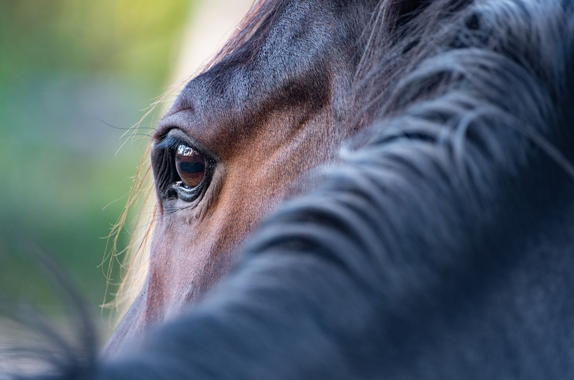 Lindberg Equestrian Pferde, Ponys, Verkaufspony, Dressurpony