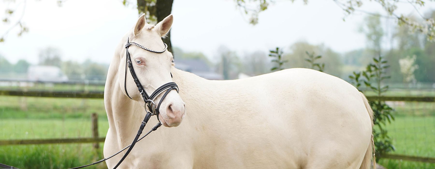 Dressur Pony, Verkaufspony, Deutsches Reitpony, Top Champion, FS Champion Deluxe, FS Don't Worry, Cremello, Turnierpony, Sportpony