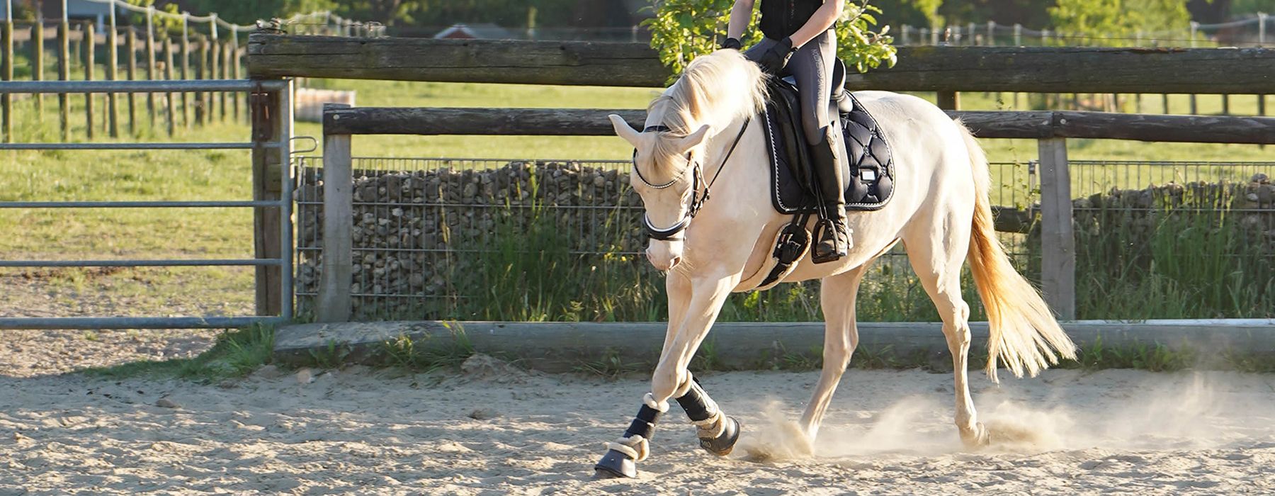 Dressur Pony, Verkaufspony, Deutsches Reitpony, Top Champion, FS Champion Deluxe, FS Don't Worry, Cremello, Turnierpony, Traumpony
