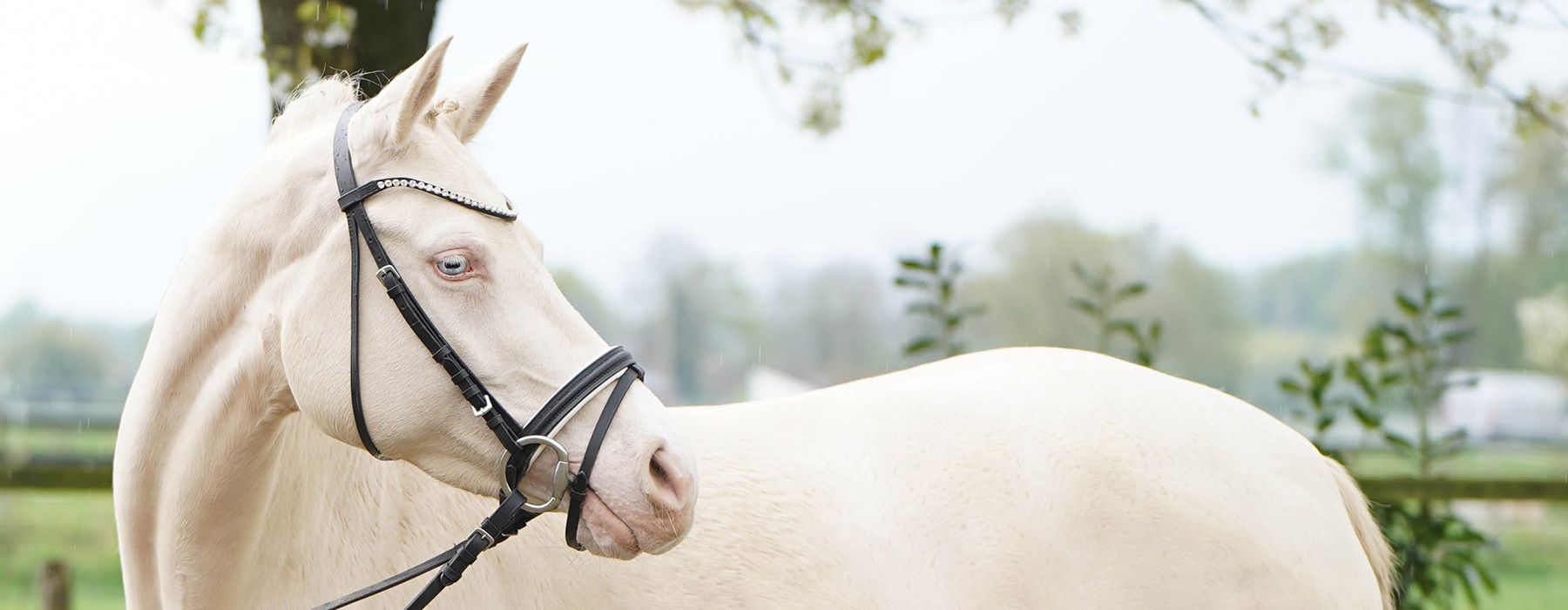 Dressur Pony, Verkaufspony, Deutsches Reitpony, Top Champion, FS Champion Deluxe, FS Don't Worry, Cremello, Turnierpony, Sportpony